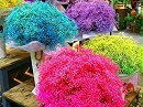 鲜花干花和永生花小知识